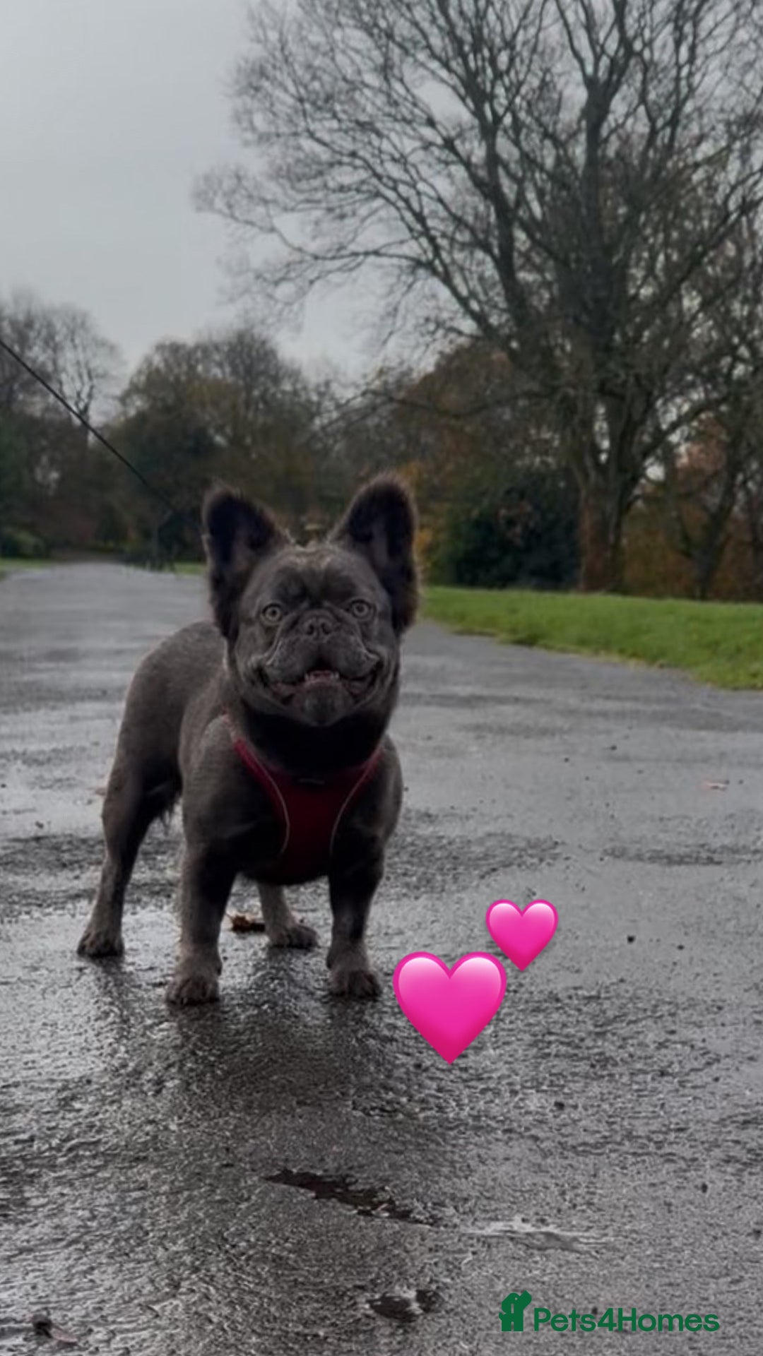 French Bulldog dogs for sale: 3 year old fluffy French bulldog  - Advert 4