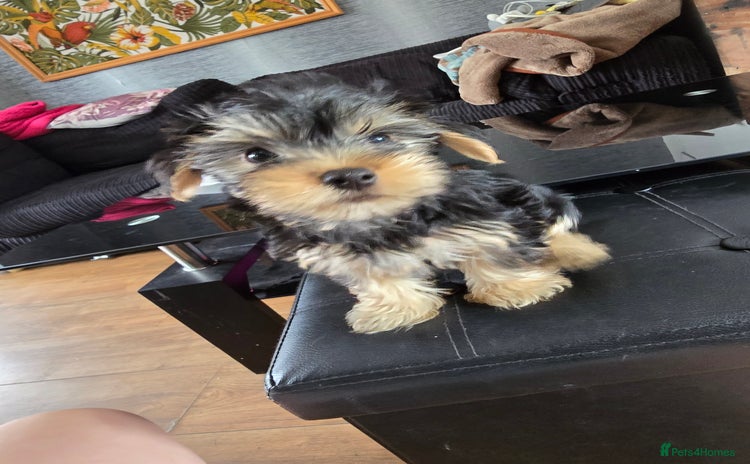 Yorkshire Terrier dogs - Advert 2