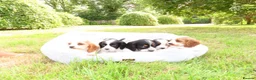 Cockalier dogs for sale: Cockalier puppies - 5 in litter  in Tonbridge - Advert 20