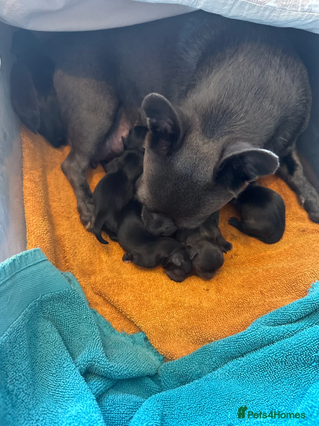 Chihuahua dogs for sale: Chihuahua puppies for sale - Advert 2