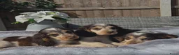 Cocker Spaniel dogs for sale: Exceptional True Show winning Champion Cockers. - Advert 8