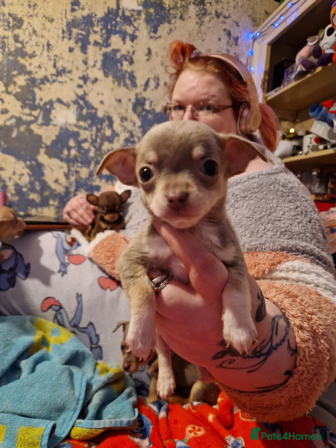 Chihuahua dogs for sale: 8 week old puppys for sale - Advert 5