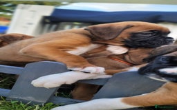 Boxer dogs for sale:   🐾 Champion Bloodline Boxer Puppies🐾 - Image 16