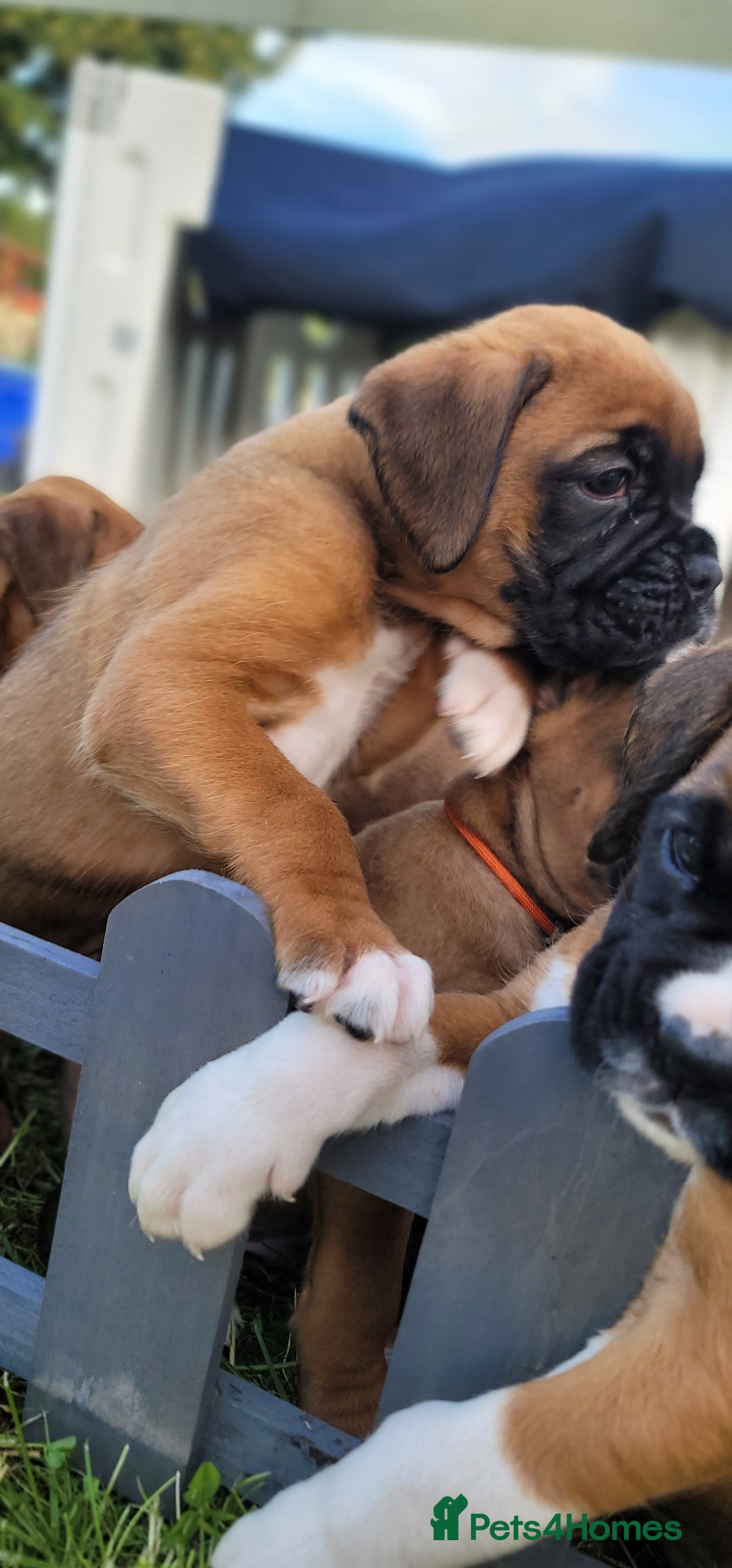 Boxer dogs for sale:   🐾 Champion Bloodline Boxer Puppies🐾 - Image 16