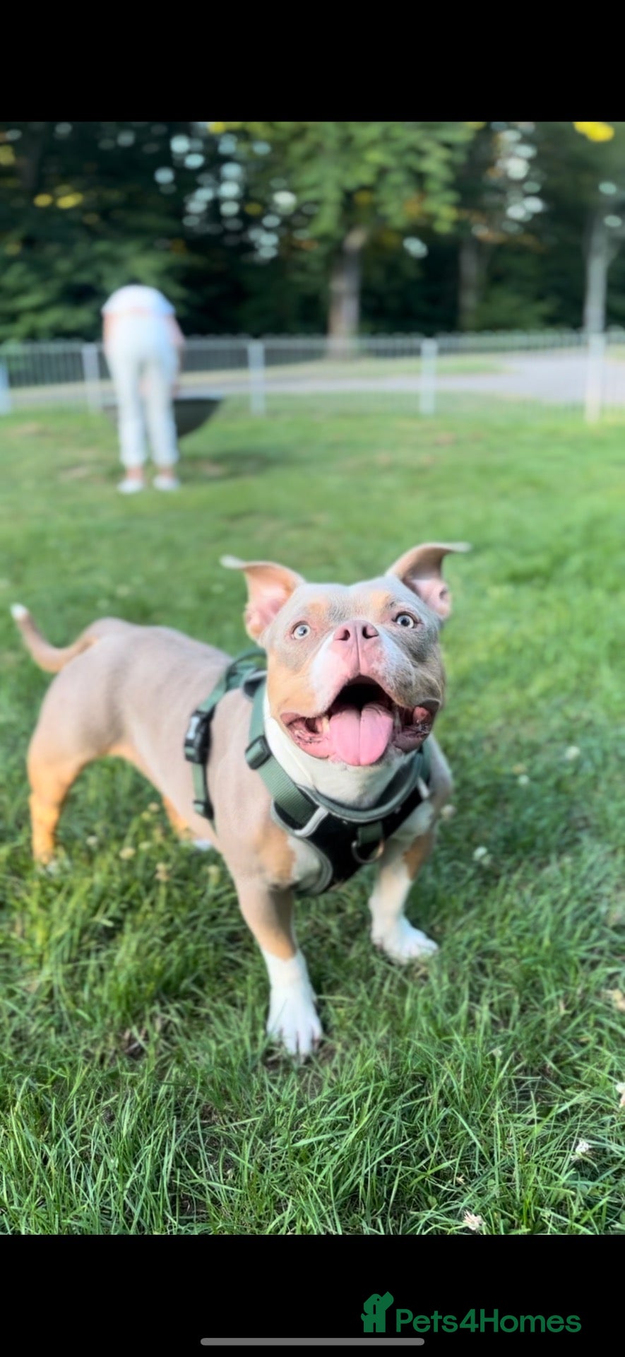 American Bully dogs Narla (Pocket Bully) - Advert 1