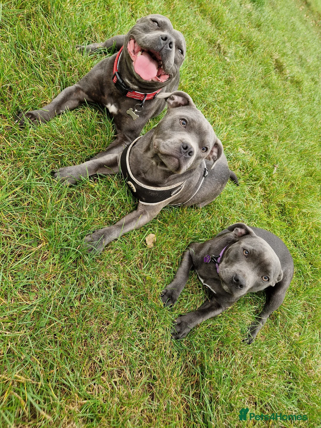 Staffordshire Bull Terrier dogs for sale: Lovely boy (see description) - Advert 7