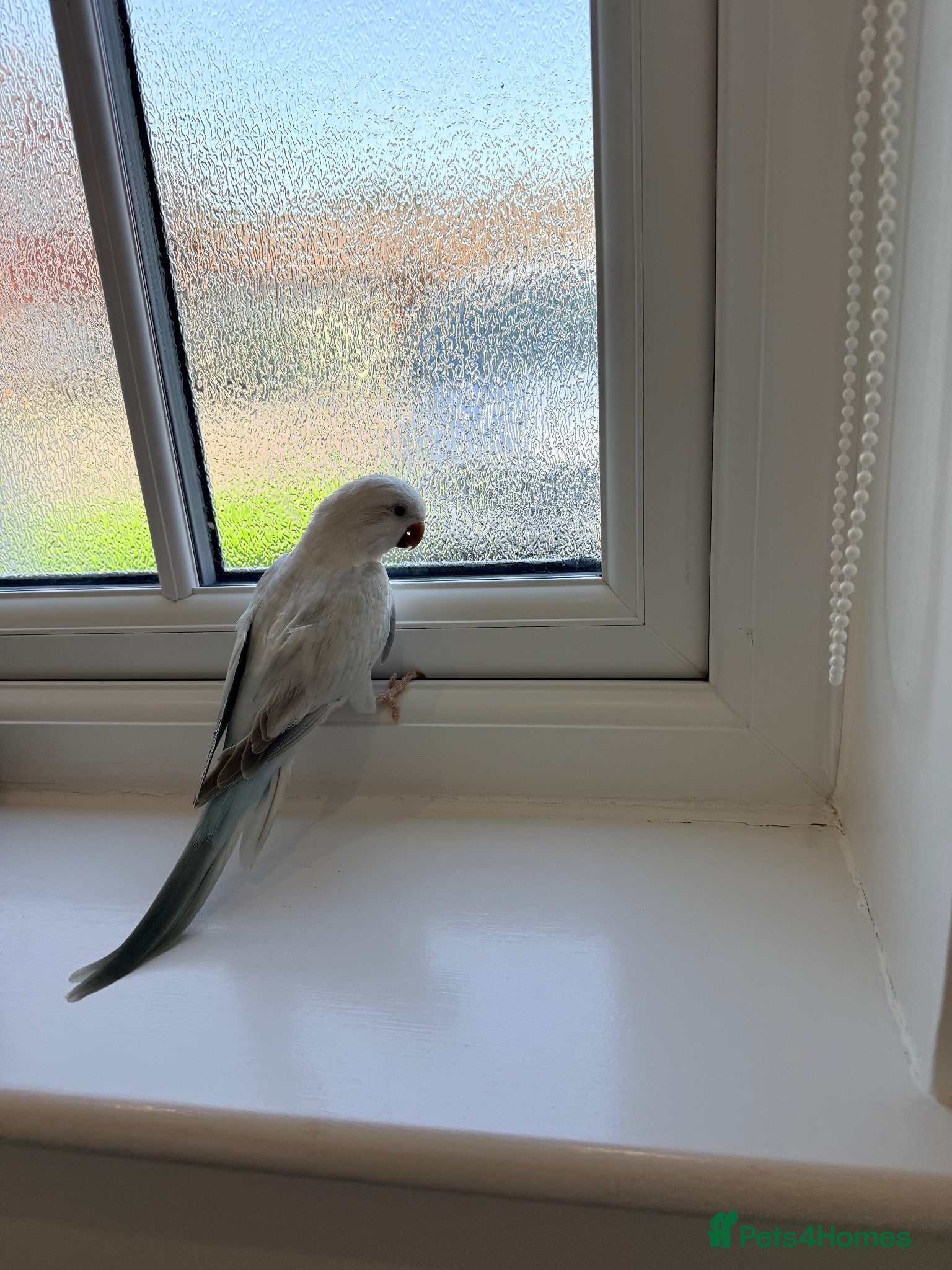 Conures birds BEAUTIFUL QUAKER / MONK PARROTS  - Advert 10