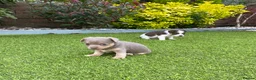 Jack Russell dogs for sale: Gorgeous Miniature Jack Russell Puppies  - Advert 15