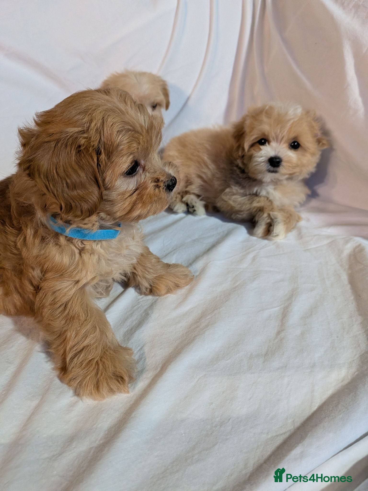 Maltipoo dogs Lovely Maltipoo Puppies Ready To Leave - Advert 1