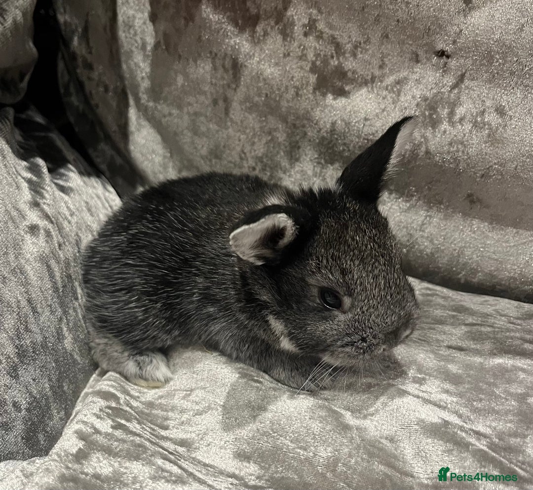 Dwarf Lop rabbits for sale: Beautiful litter of baby bunnies. - Advert 3