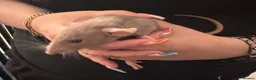 Rat rodents for sale: Baby Dumbo rats 6 x Boys 9 x Girls  - Advert 18