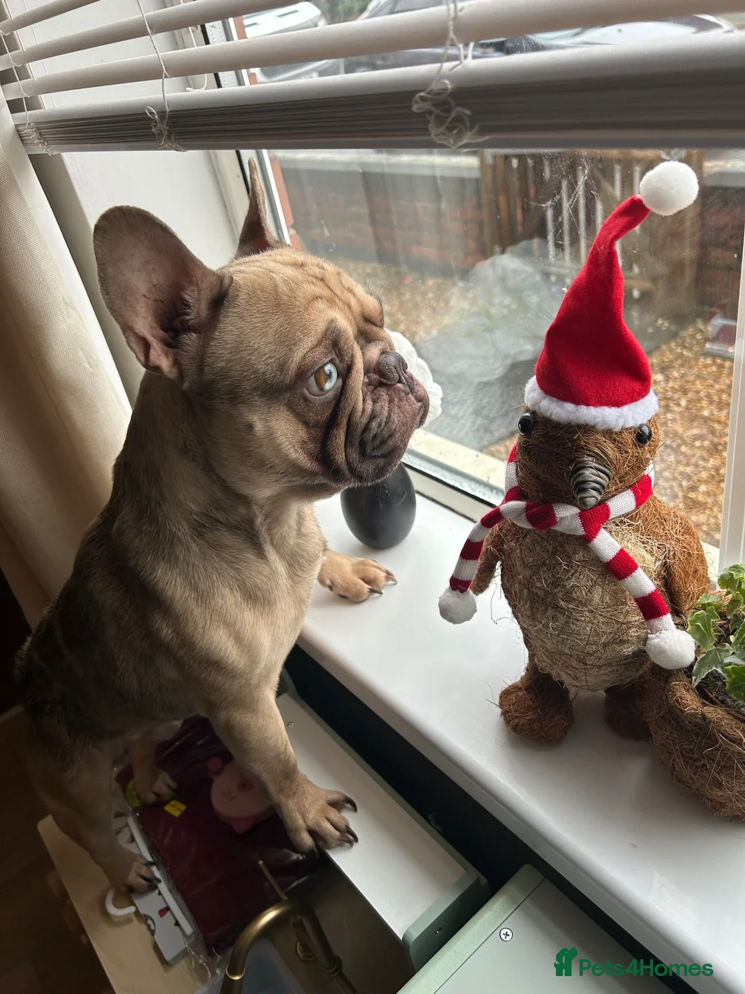 French Bulldog dogs for sale: Male French Bulldog - Advert 2