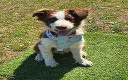 Mixed Breed dogs for sale: Great border collie cross  - Image 3