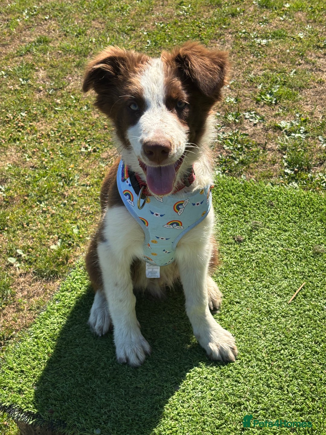 Mixed Breed dogs for sale: Great border collie cross  - Image 3
