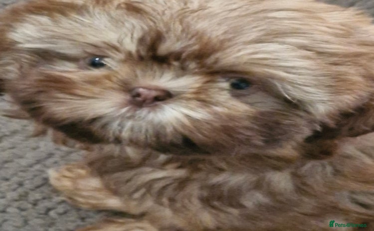 Shih Tzu dogs - Advert 2
