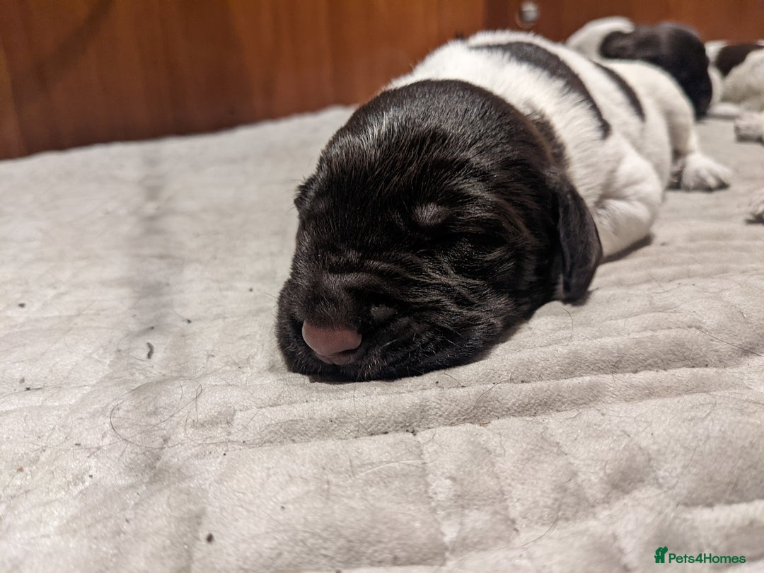 German Wirehaired Pointer dogs for sale: German Wirehaired pointer puppies  - Advert 3