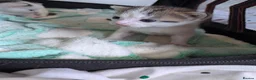 Mixed Breed cats for sale: 2 female kittens to go to a good home  in Macclesfield - Advert 19