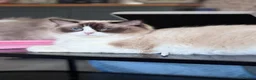 Ragdoll cats for sale: Ragkins ragdolls  and cherubims Kittens   - Advert 13