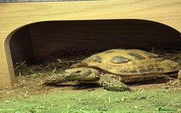 Tortoise reptiles for sale: horsefield male - Image 2