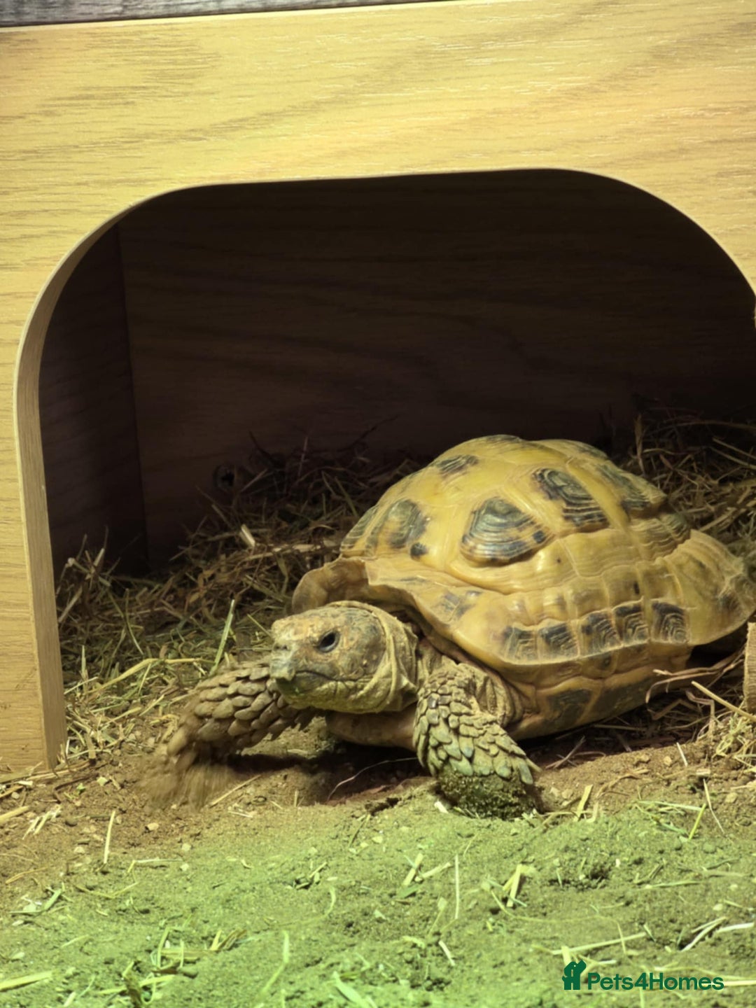 Tortoise reptiles for sale: horsefield male - Image 2