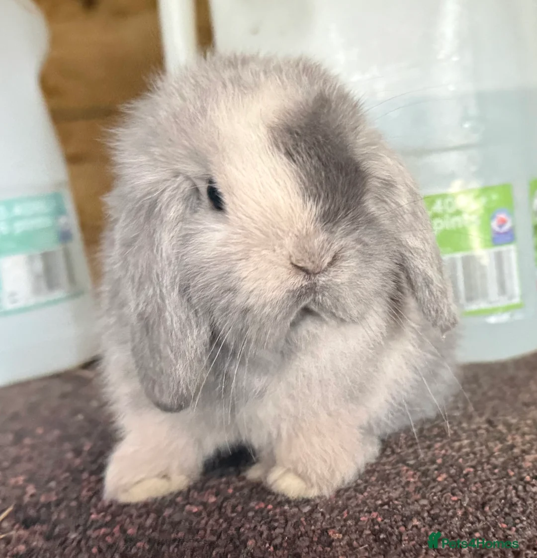 Mini Lop rabbits for sale: Blue Sabled mini lop buck - Advert 5
