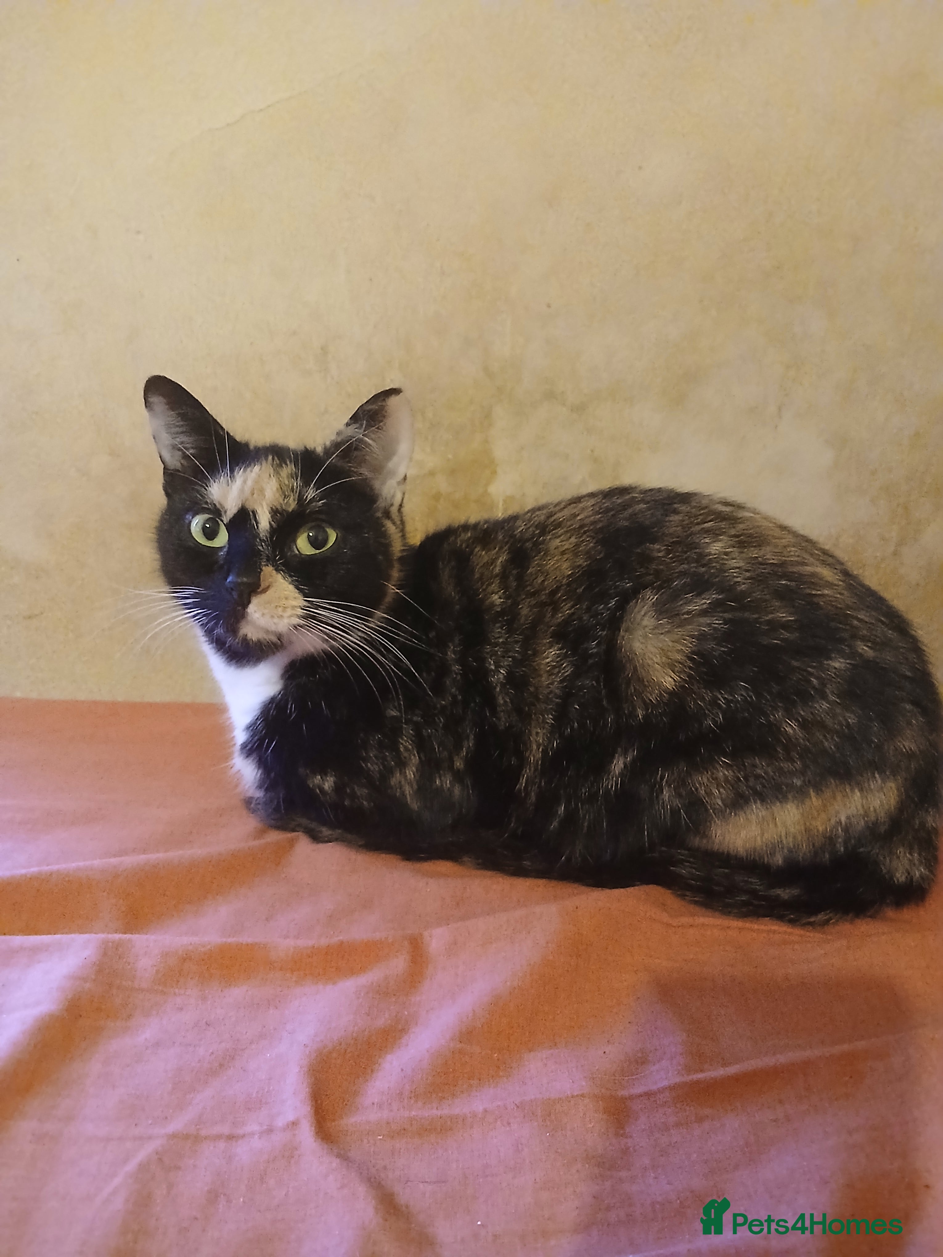 Mixed Breed cats Kittens for sale - Advert 5