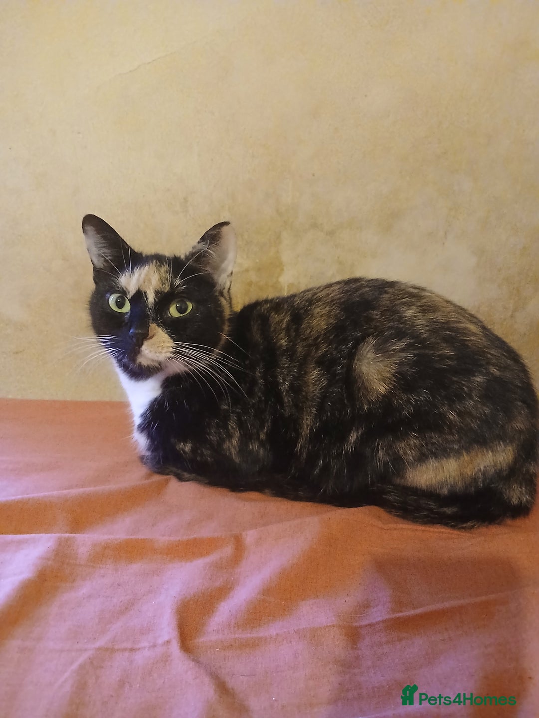 Mixed Breed cats for sale: Kittens for sale - Advert 1