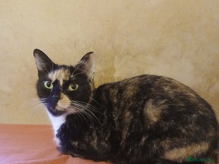 Mixed Breed cats Kittens for sale - Advert 2