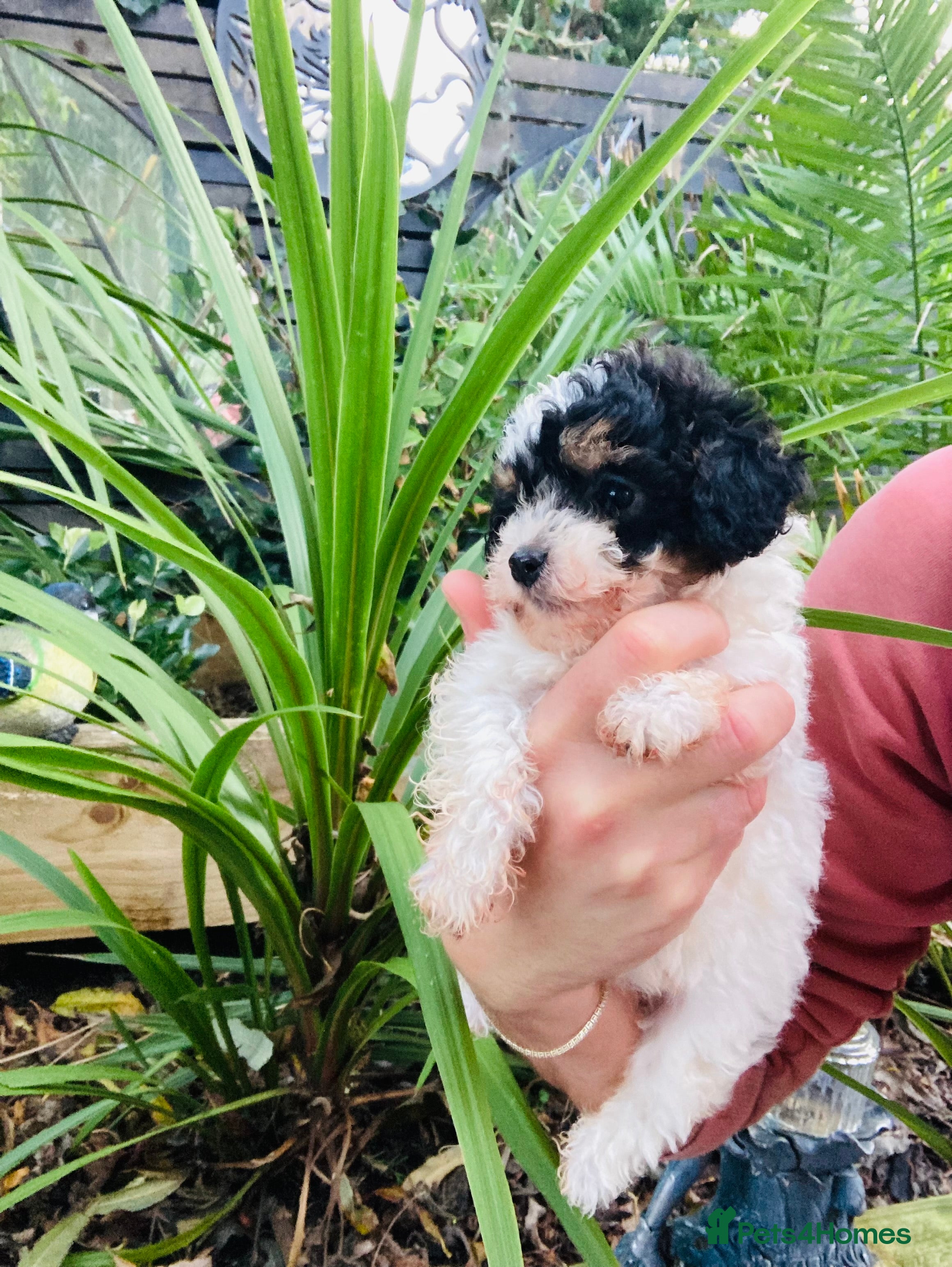 Cavapoo dogs Tricolour cavapoo female 🐾 - Advert 3