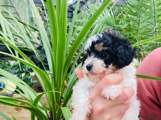 Cavapoo dogs Tricolour cavapoo female 🐾 - Advert 3