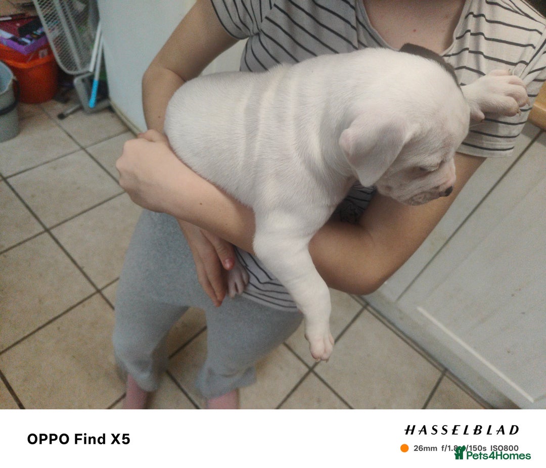 Mixed Breed dogs for sale: Beautiful chunky American bulldog x staffy pups  - Advert 5