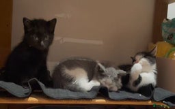Himalayan cats for sale: Himalayan x Maine Coon Kittens – Ready Soon! - Image 26