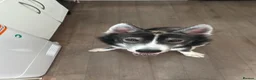 Siberian Husky dogs for sale: Loki  - Advert 5