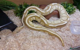 Python Snake reptiles for sale: Butter Special Royal Python w/Full Setup  - Image 1
