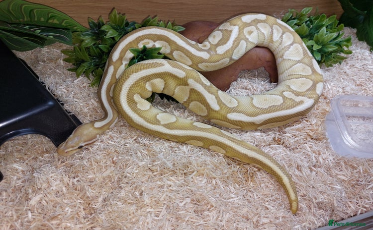 Python Snake reptiles - Advert 7