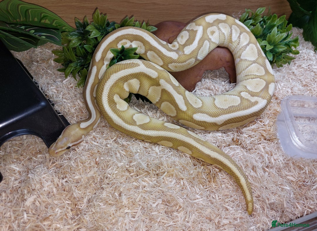 Python Snake reptiles for sale: Butter Special Royal Python w/Full Setup  - Image 1