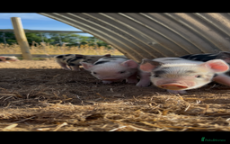 Pig livestock for sale: Beautiful Micropigs! Small but chunky!  - Image 2