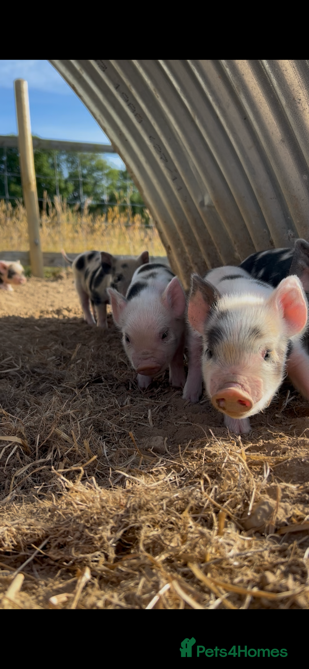 Pig livestock for sale: Beautiful Micropigs! Small but chunky!  - Image 2