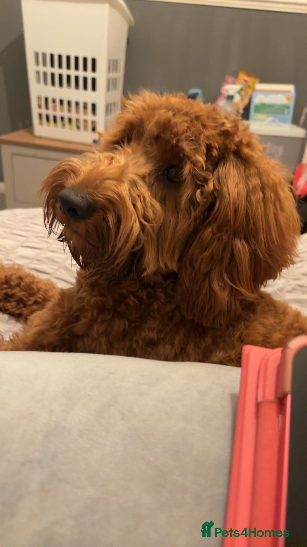 Cockapoo dogs for sale: Myla  - Advert 2