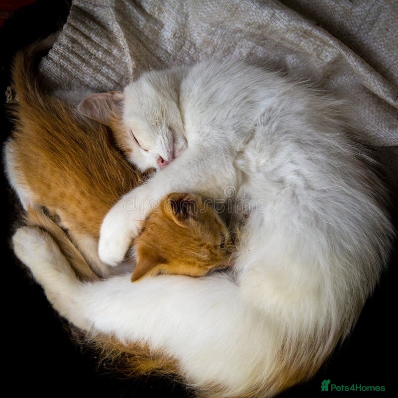 Turkish Angora cats 6 month old kitten needs a loving home  - Advert 3