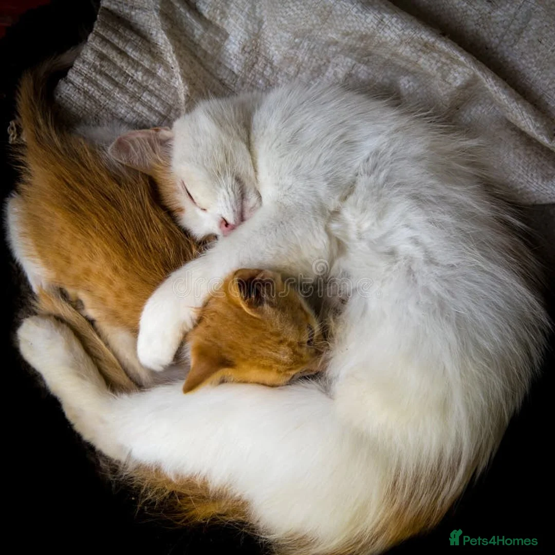 Turkish Angora cats for sale: 6 month old kitten needs a loving home  in Birmingham - Advert 1