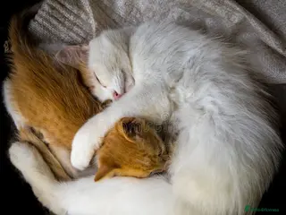 Turkish Angora cats 6 month old kitten needs a loving home - Advert 3