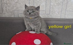 British Shorthair cats for sale: British Shorthair (last girl left) - Image 11