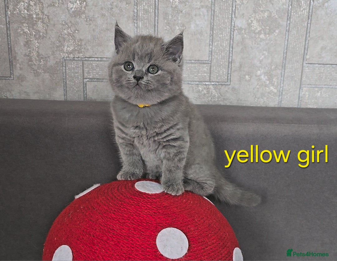 British Shorthair cats for sale: British Shorthair (last girl left) - Image 11