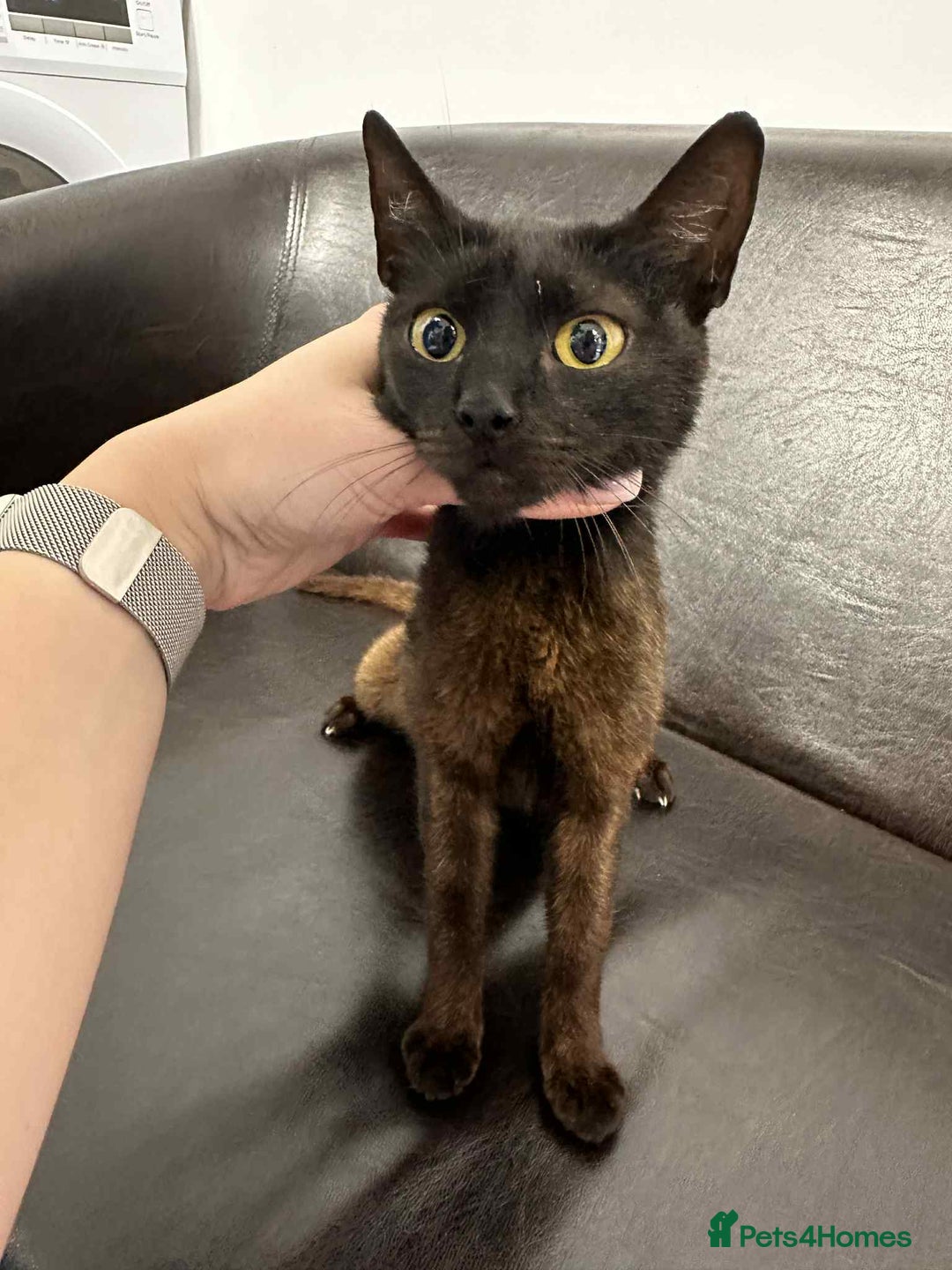 Mixed Breed cats for adoption: Zena for adoption - Advert 2