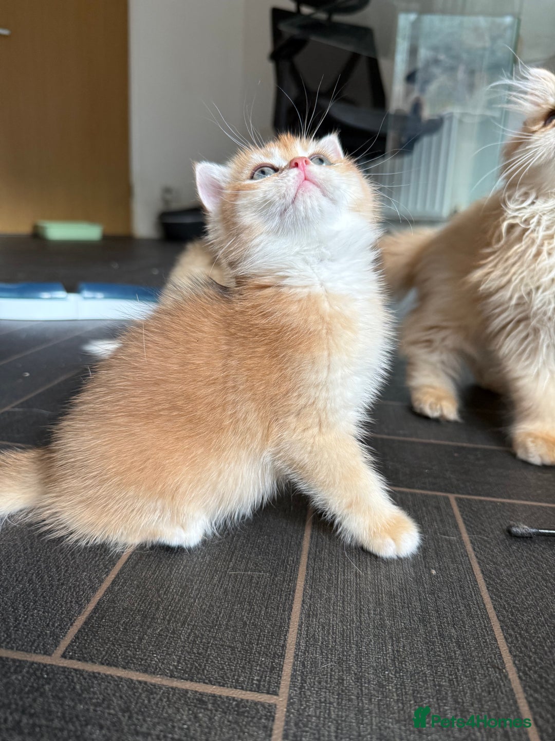 British Shorthair cats for sale: GCCF reg BSH & BLH Chocolate &Black Golden Kittens - Advert 20