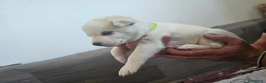 Huskita 3
