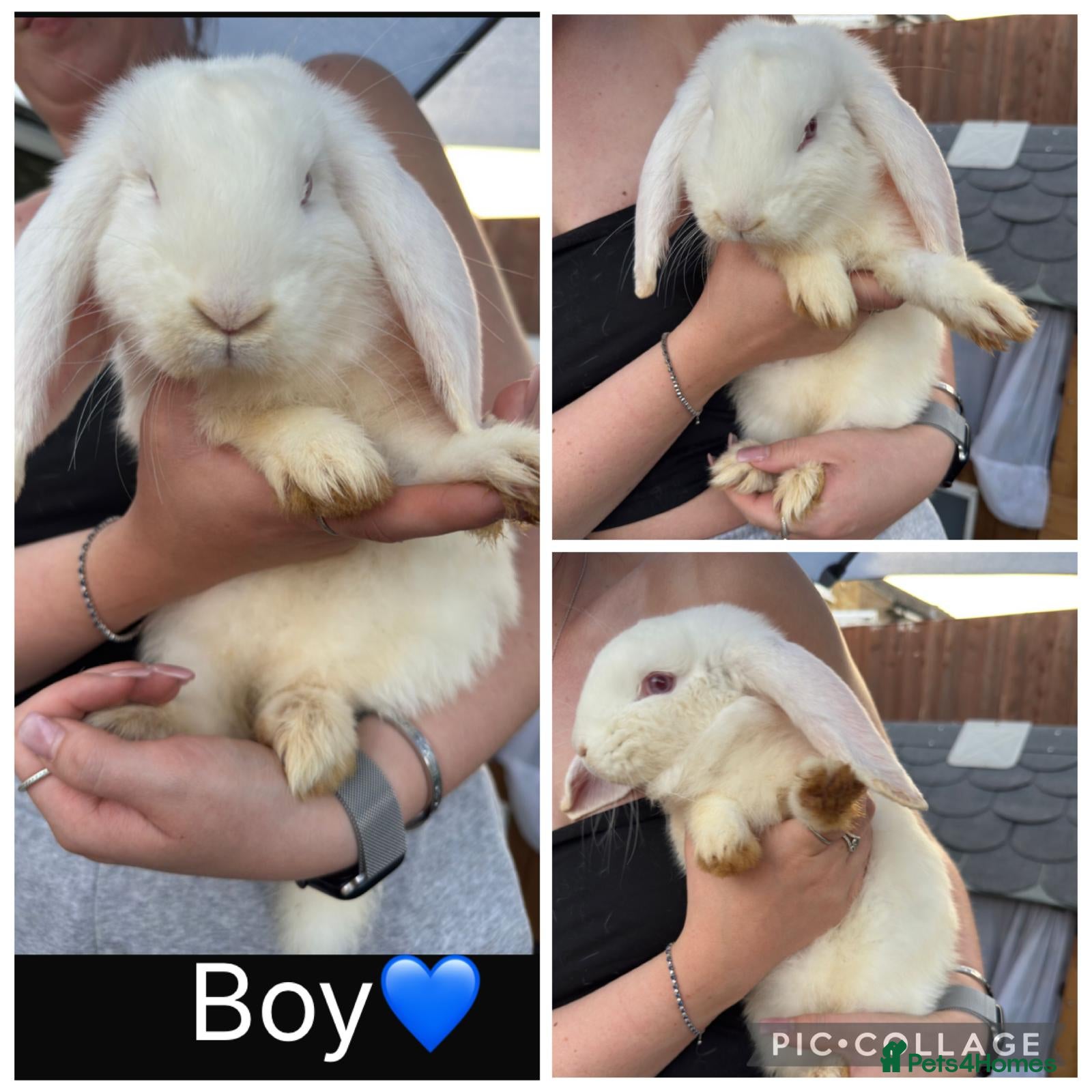 French Lop rabbits Pedigree French lop - Advert 2
