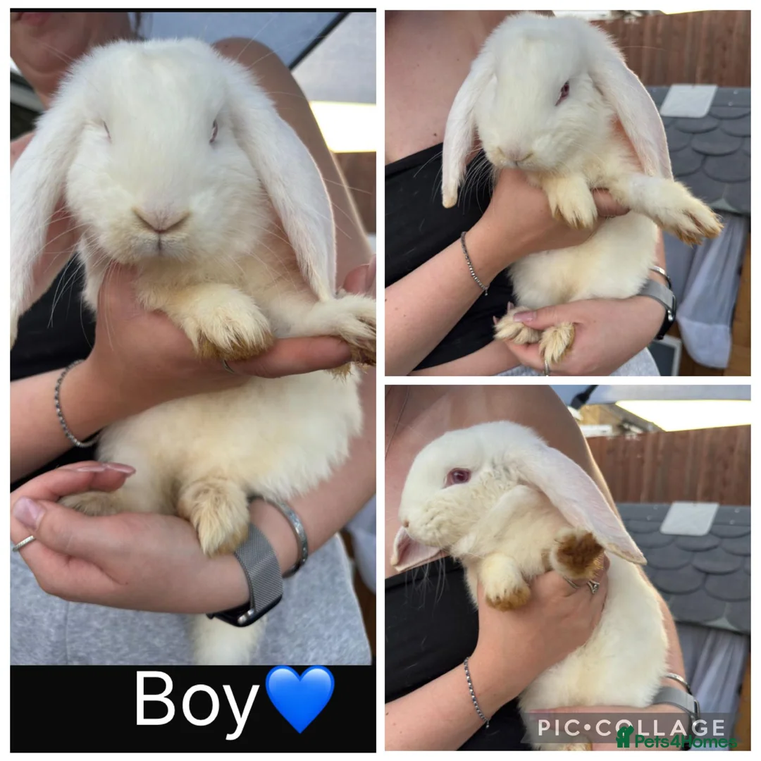 French Lop rabbits for sale: Pedigree French lop - Advert 2