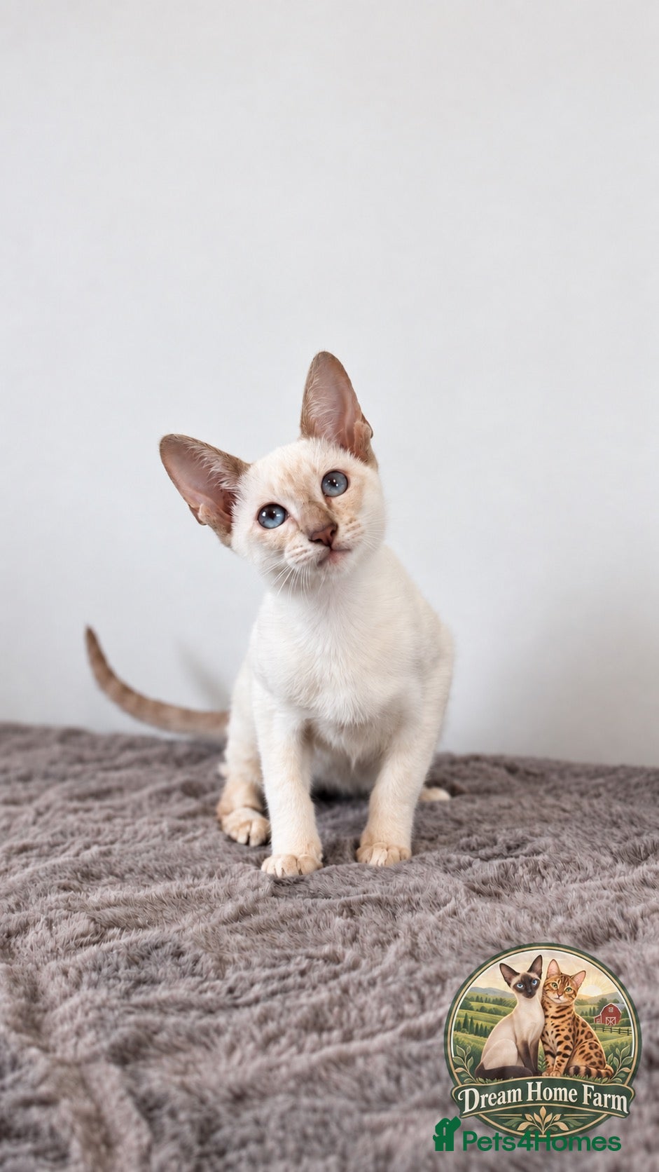 Siamese cats 💚🤍🐱 SIAMESE KITTENS 🐱🤍💙  - Advert 1